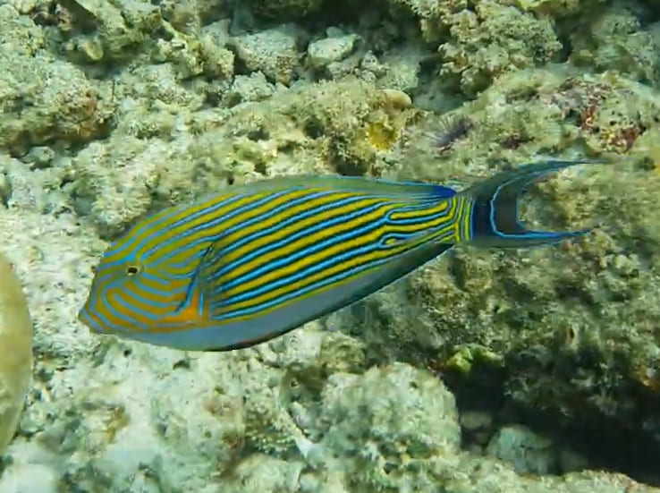 Lined surgeonfish