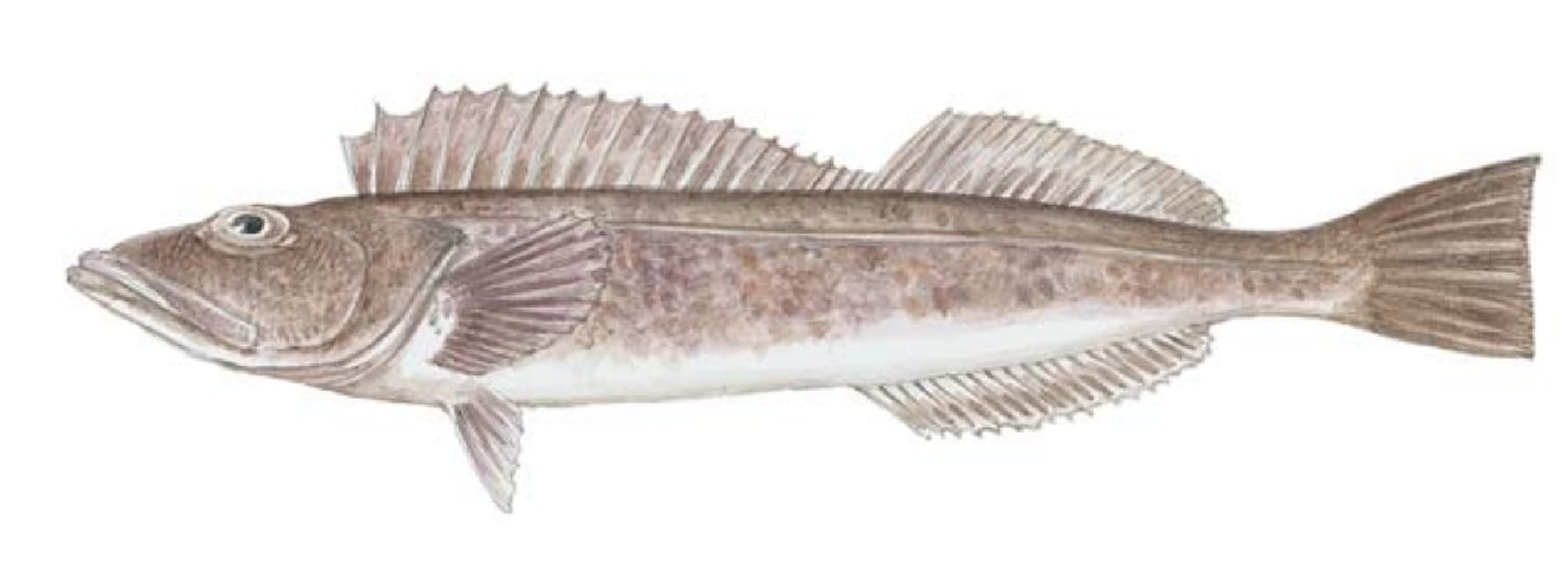 Lingcod