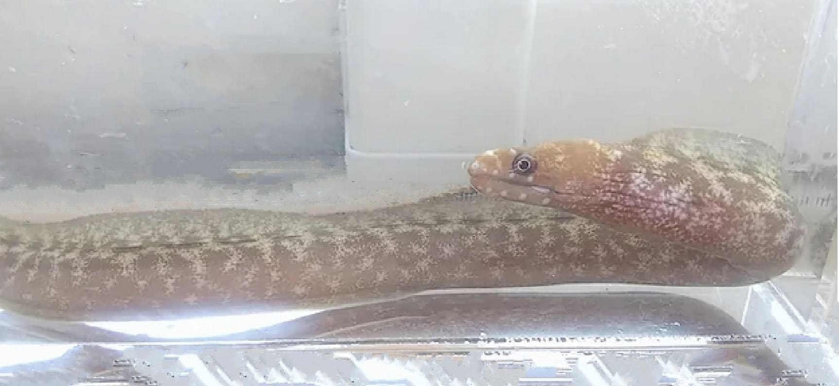 Lipspot moray eel