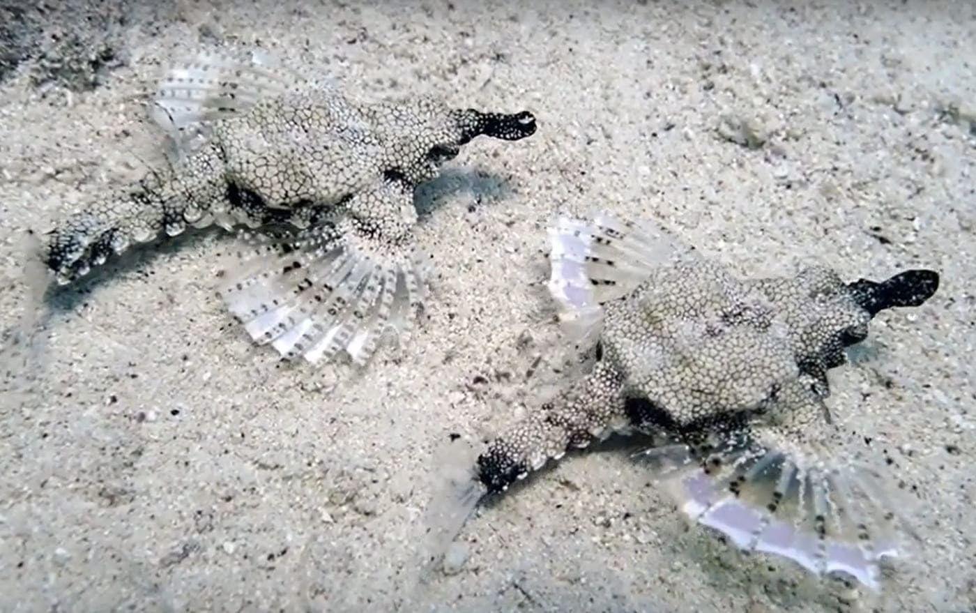 Little dragonfish