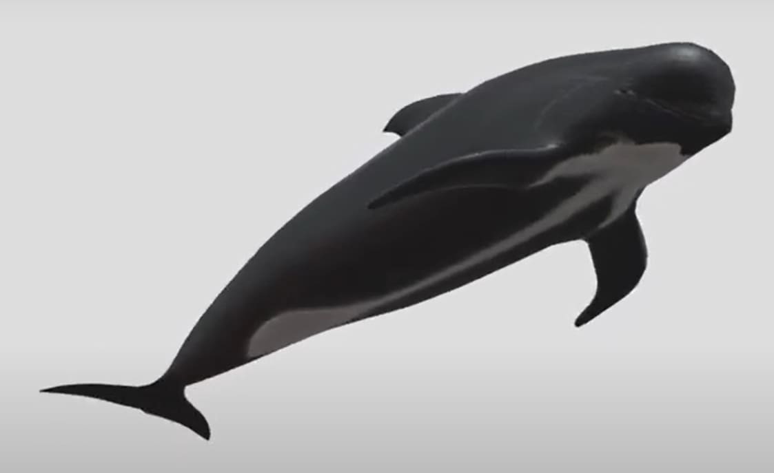 Long-finned pilot whale