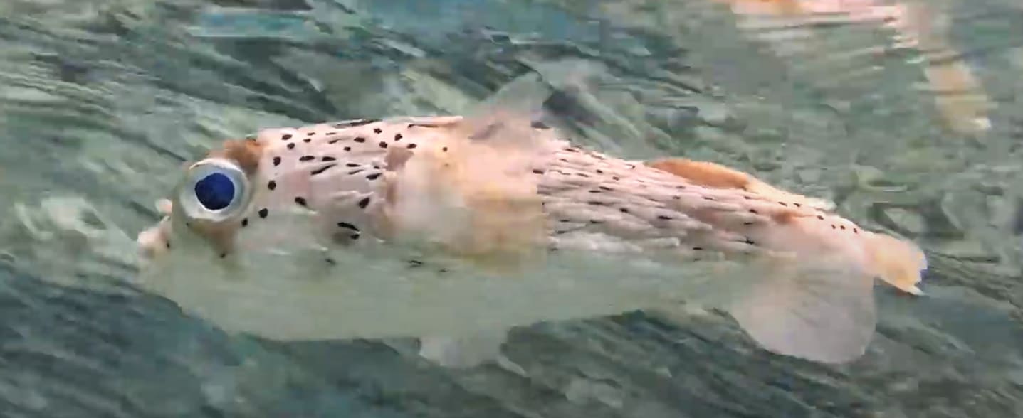 Long-spine porcupinefish