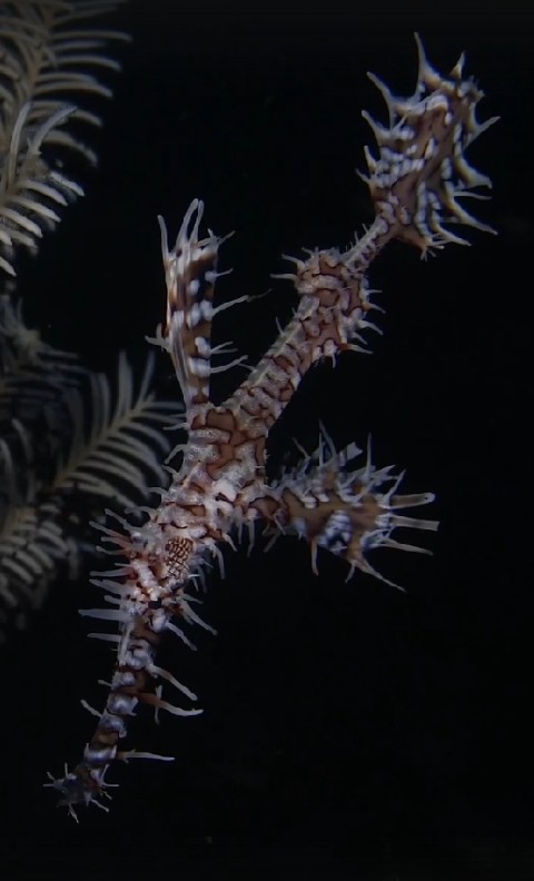 Long-tailed ghost pipefish