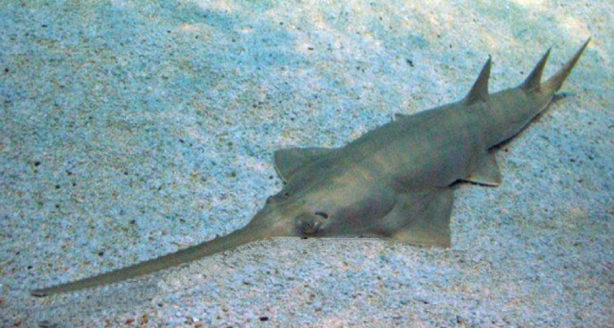 Longcomb sawfish