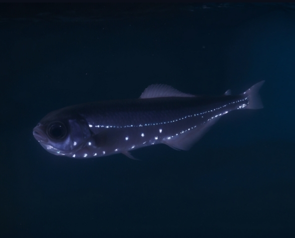 Longfin lanternfish