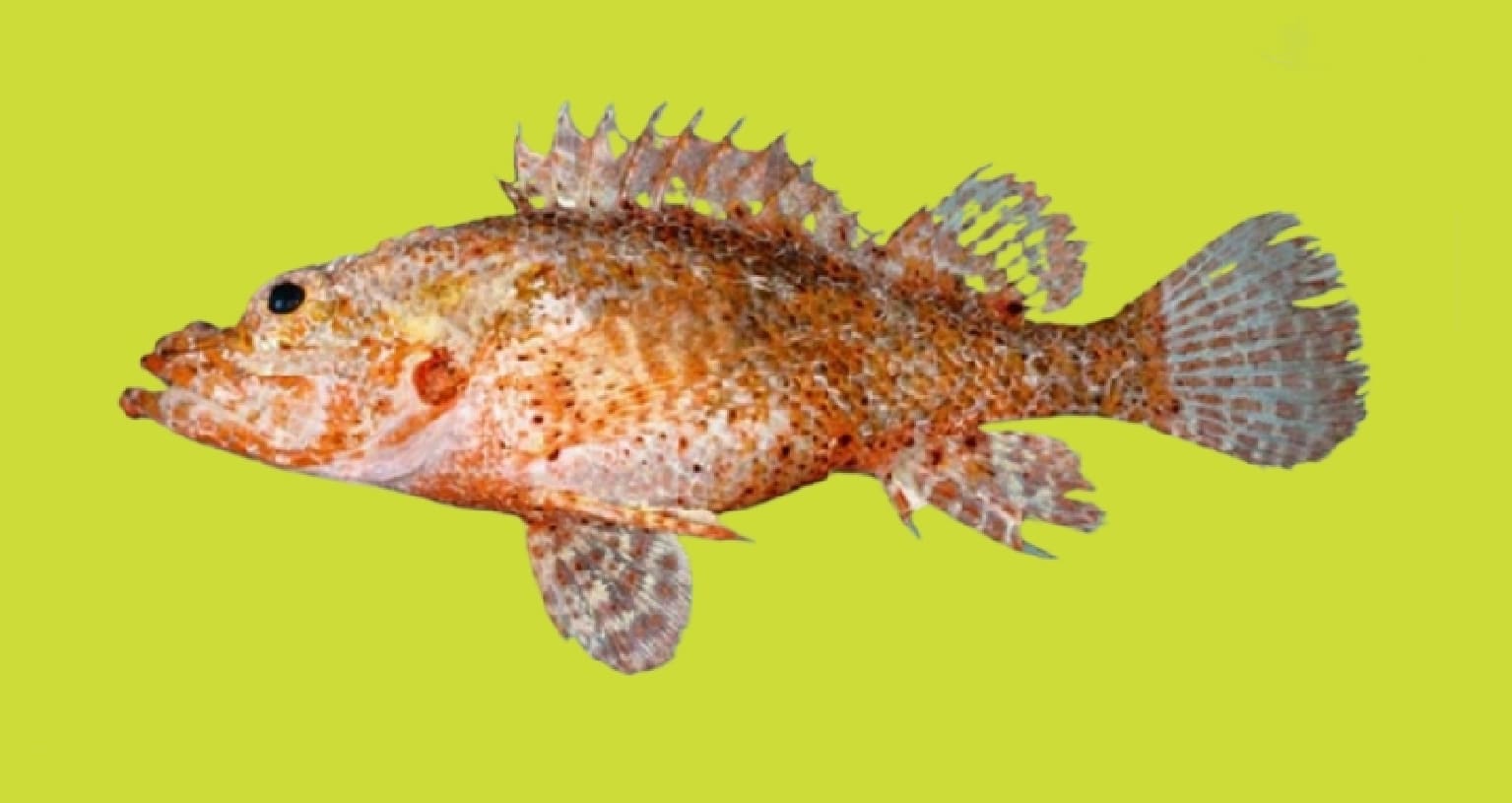 Longfingered scorpionfish
