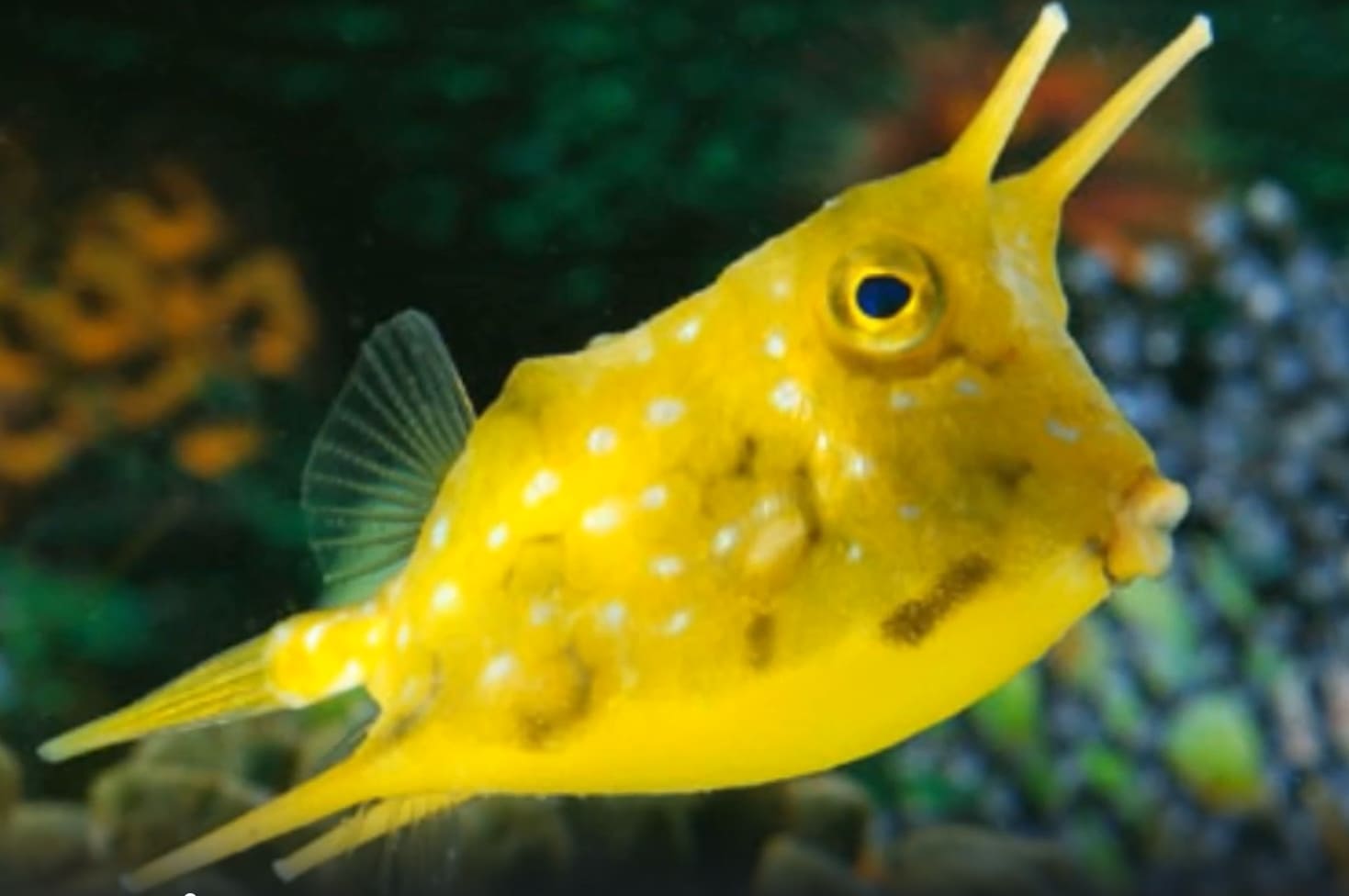 Longhorn cowfish