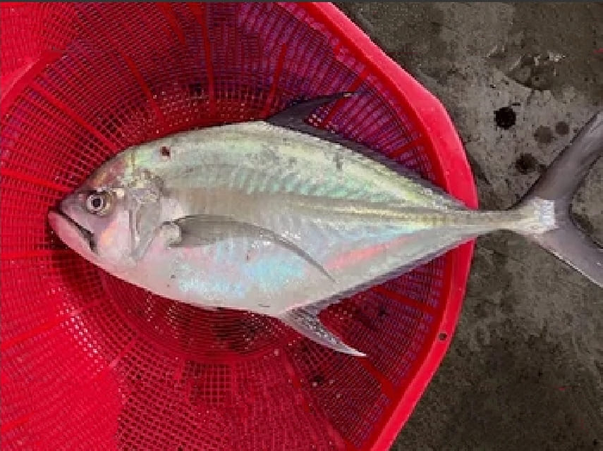 Longrakered trevally