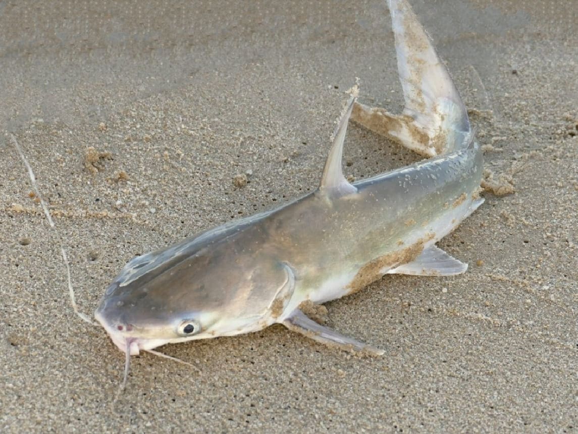 Longsnouted catfish