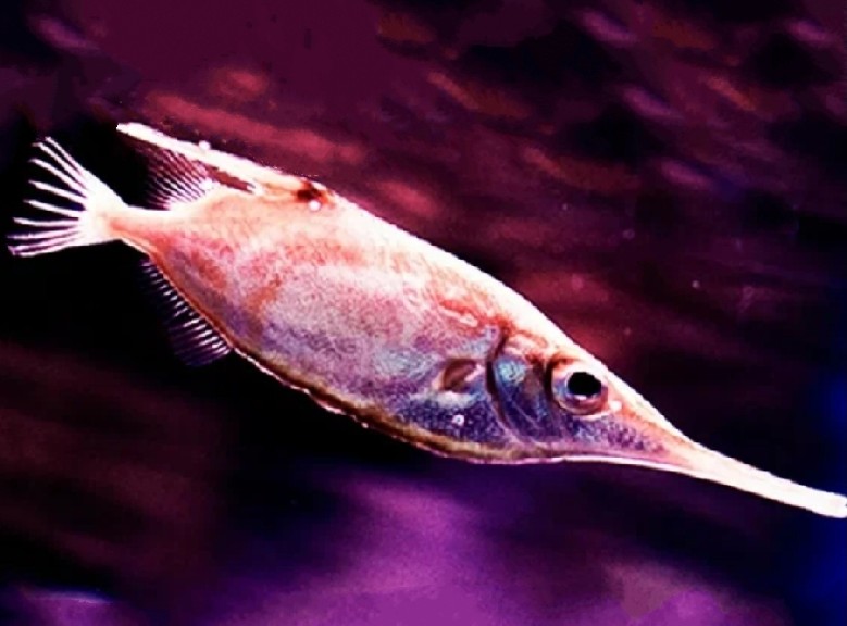 Longspine snipefish