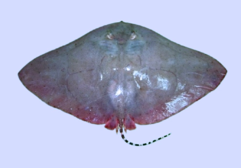 Longtail butterfly ray