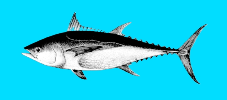 Longtail tuna