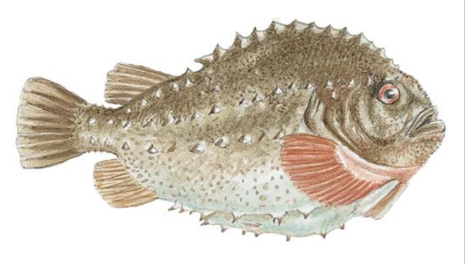 Lumpfish