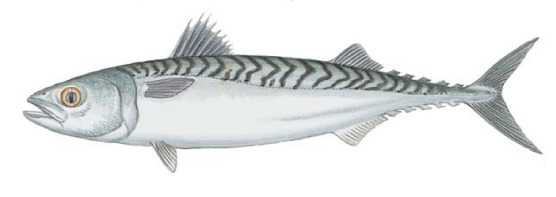 Mackerel, Atlantic