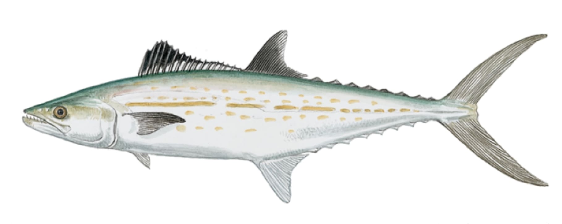 Mackerel, Cero