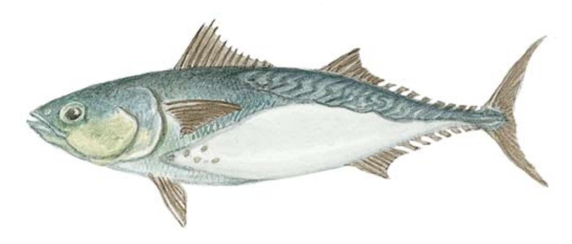 Mackerel, Frigate