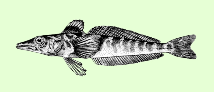 Mackerel icefish