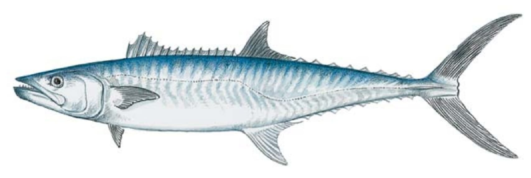 Mackerel, King