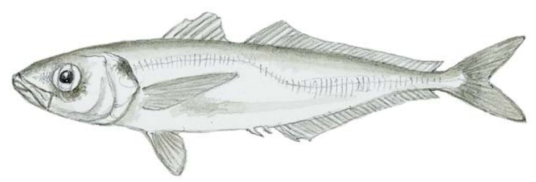 Mackerel, Pacific Jack