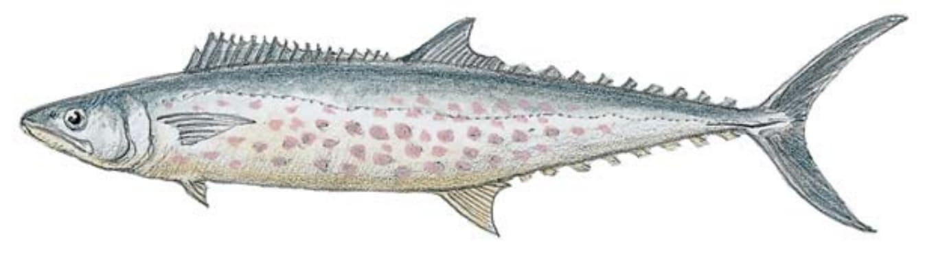 Mackerel, Pacific Sierra