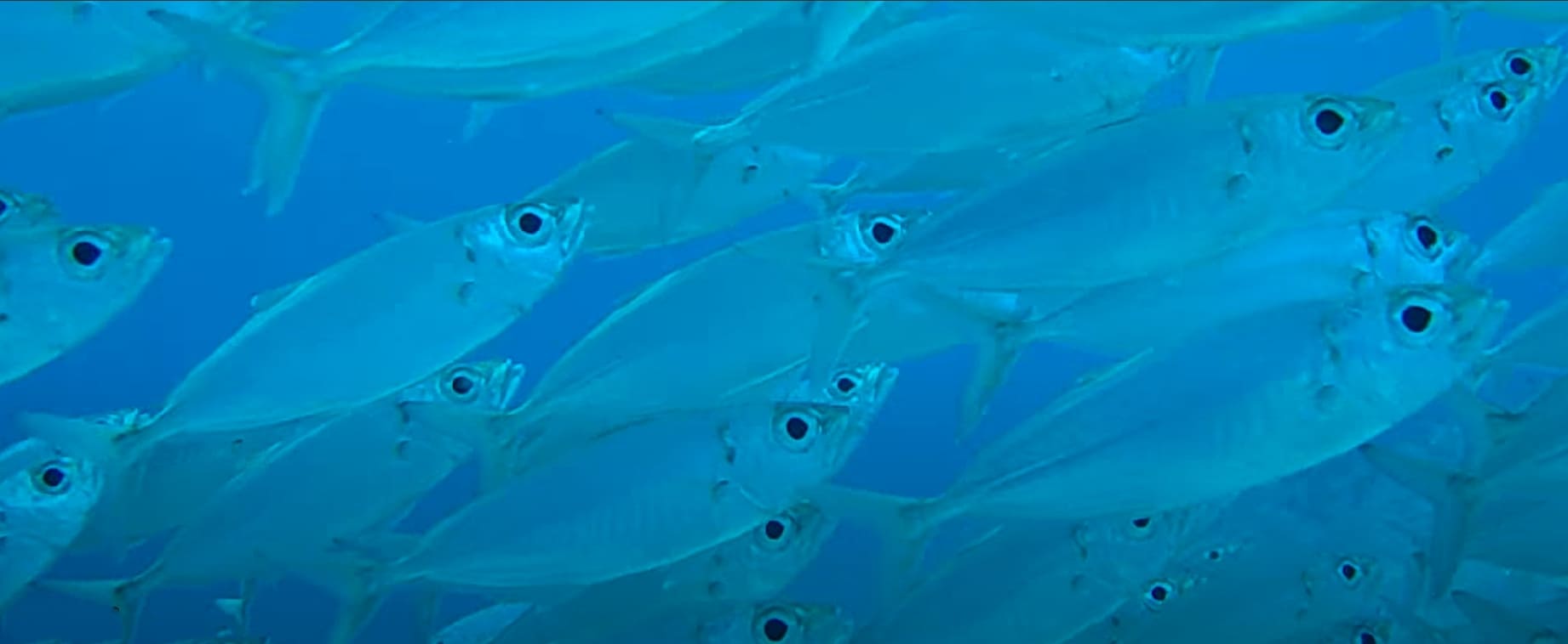 Mackerel scad