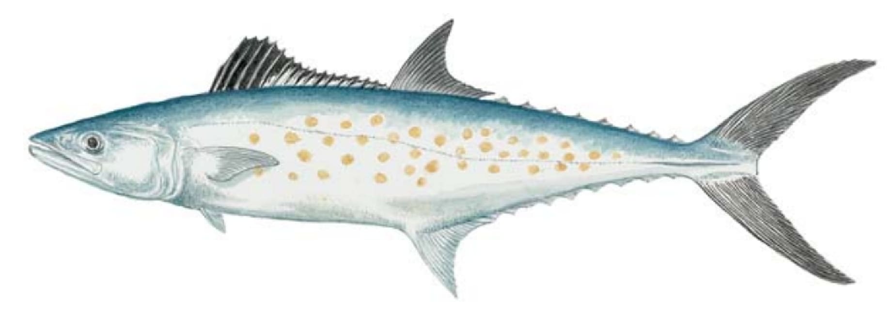 Mackerel, Spanish