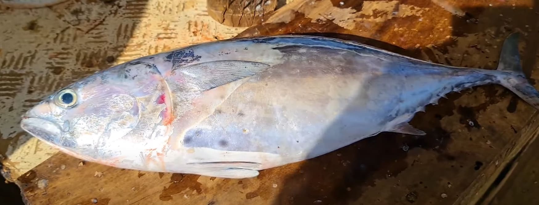 Mackerel tuna