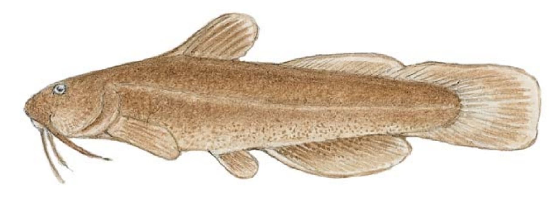 Madtom, Brown