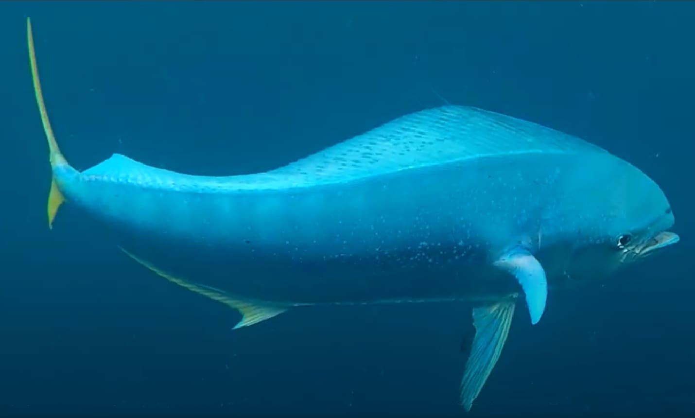 Mahi-mahi