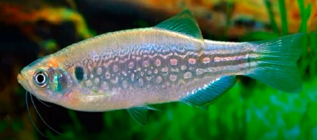 Malabar danio