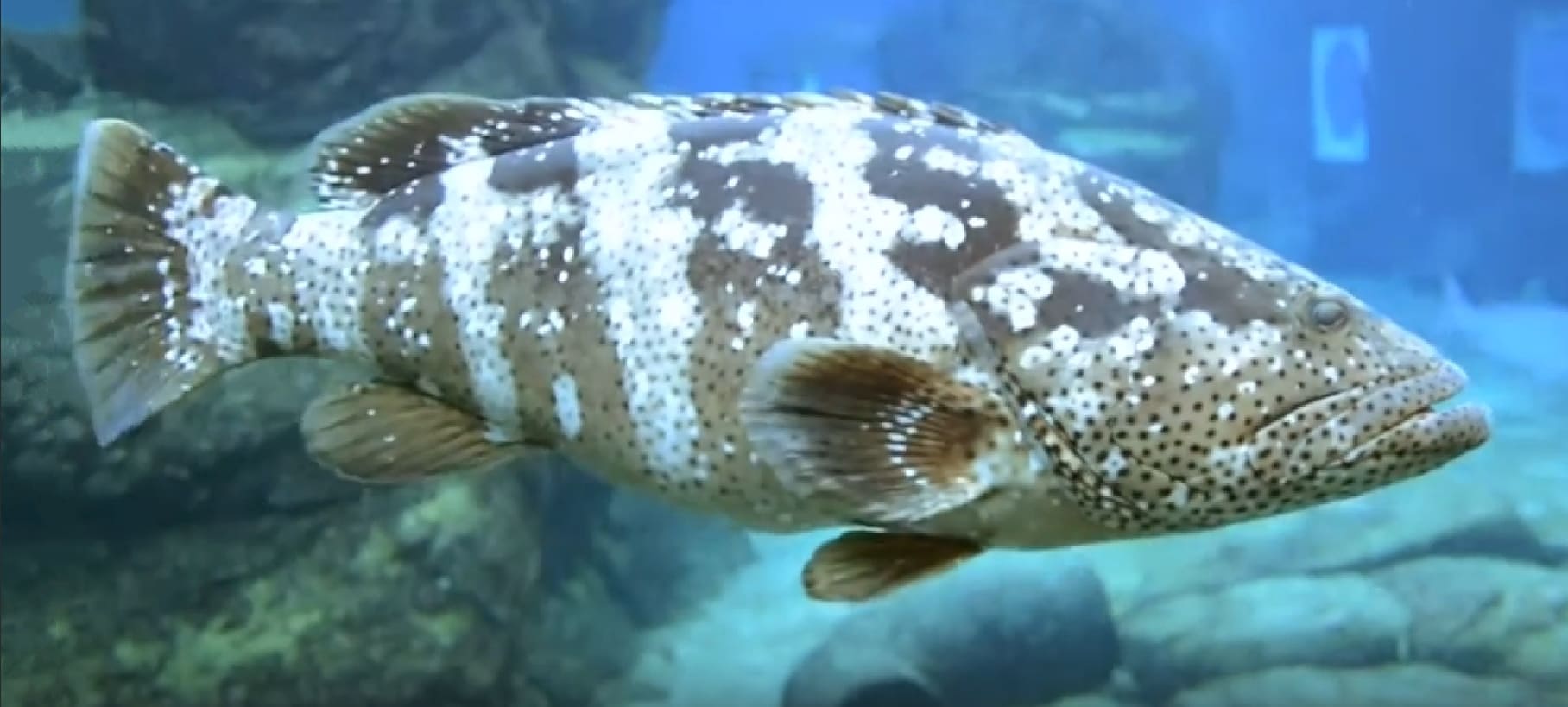 Malabar grouper