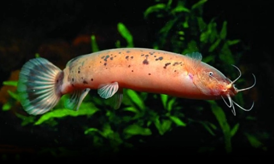 Malapterurus electricus
