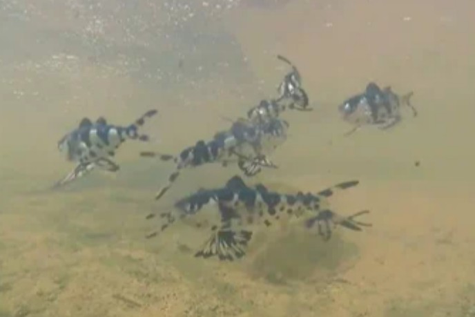 Man-of-war fish