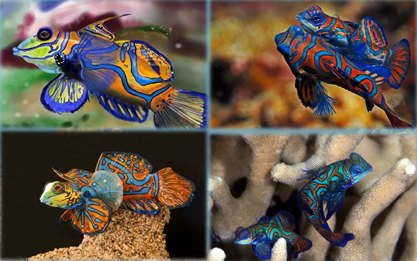 Mandarinfish