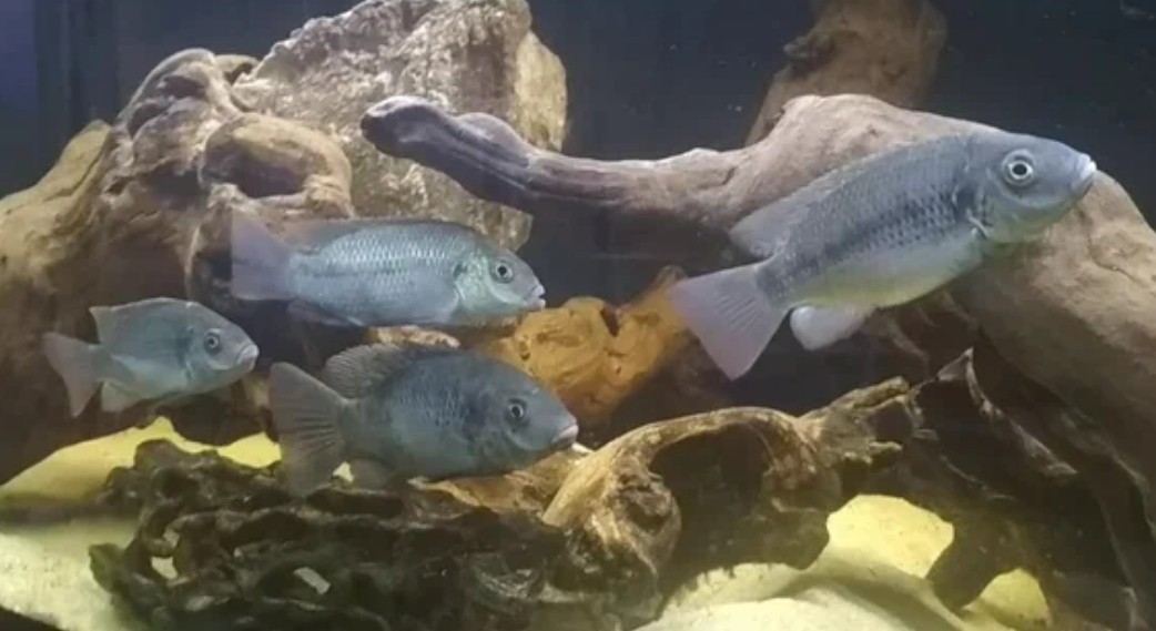 Mango tilapia