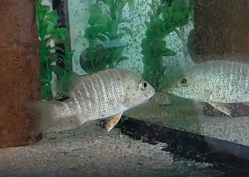 Mangrove red snapper