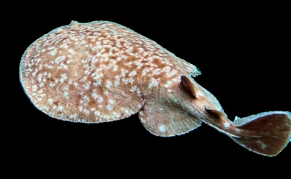 Marbled electric ray