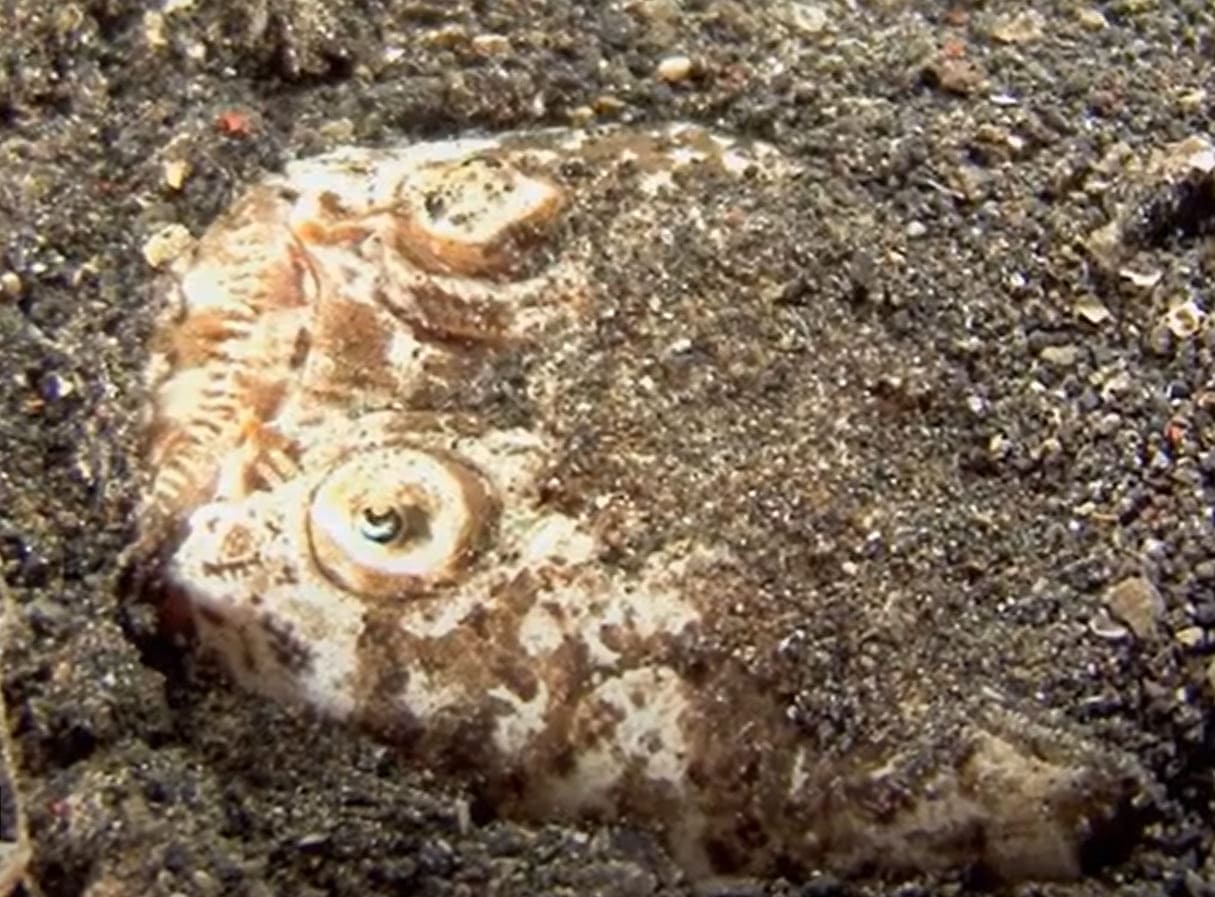 Marbled stargazer
