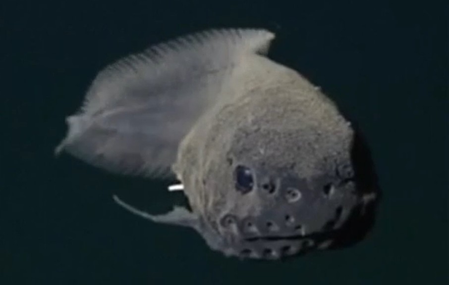 Mariana snailfish
