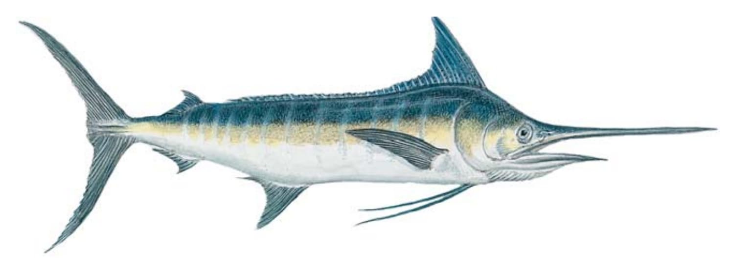 Marlin, Blue