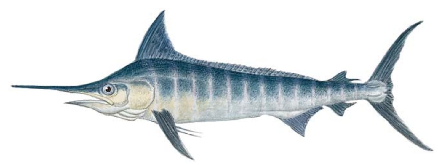 Marlin, Striped