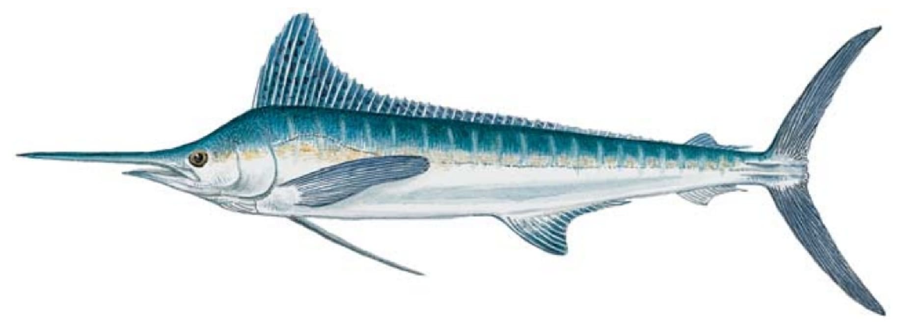 Marlin, White