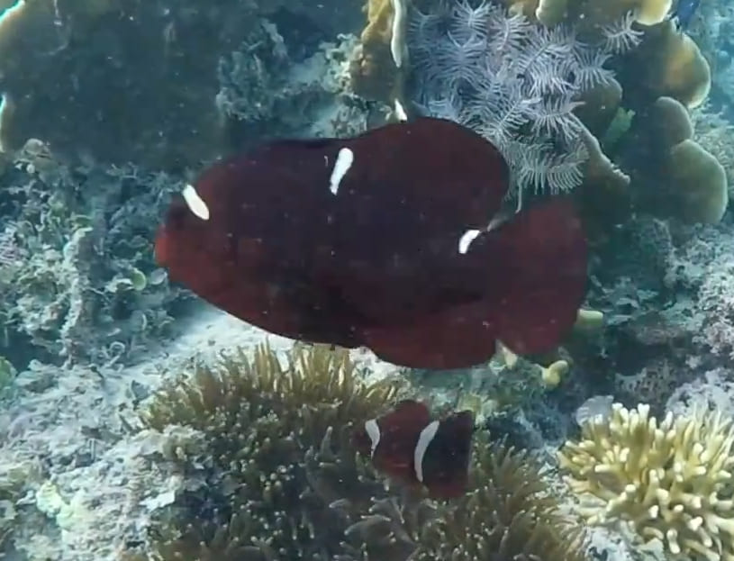 Maroon clownfish
