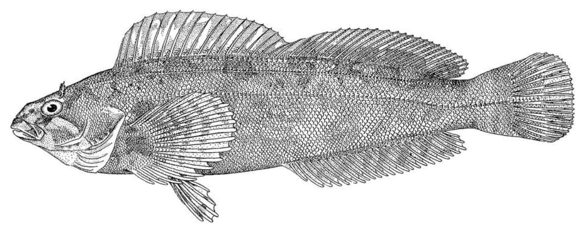 Masked greenling