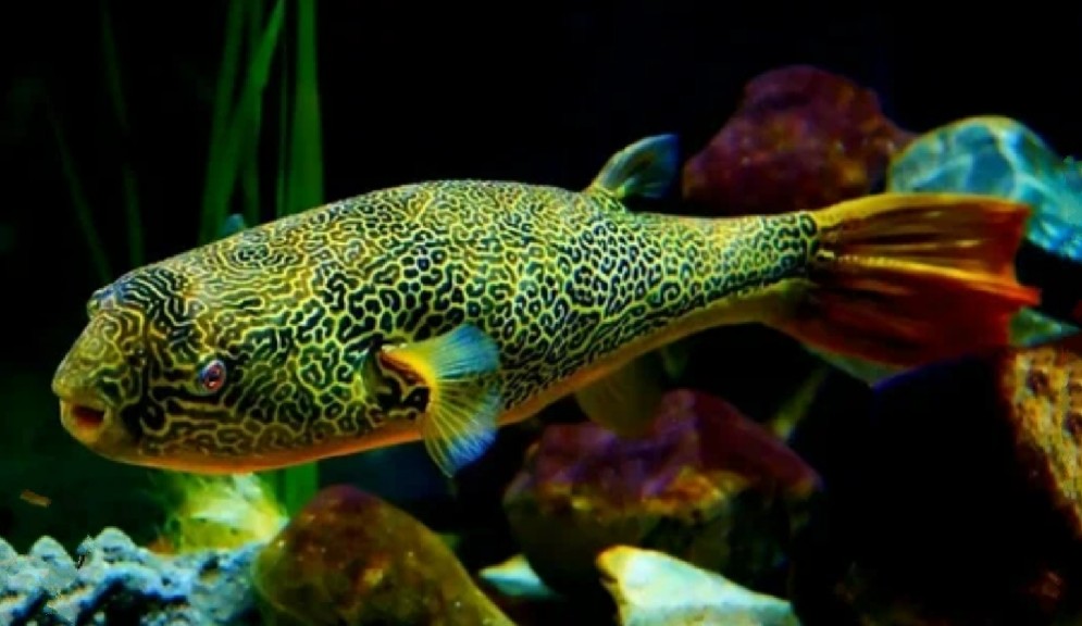 Mbu pufferfish