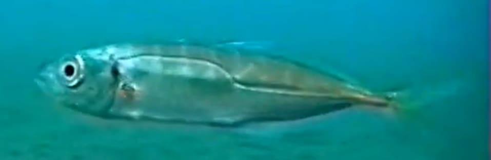 Mediterranean horse mackerel