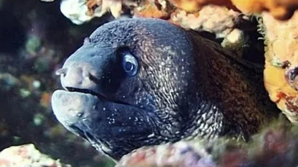 Mediterranean moray