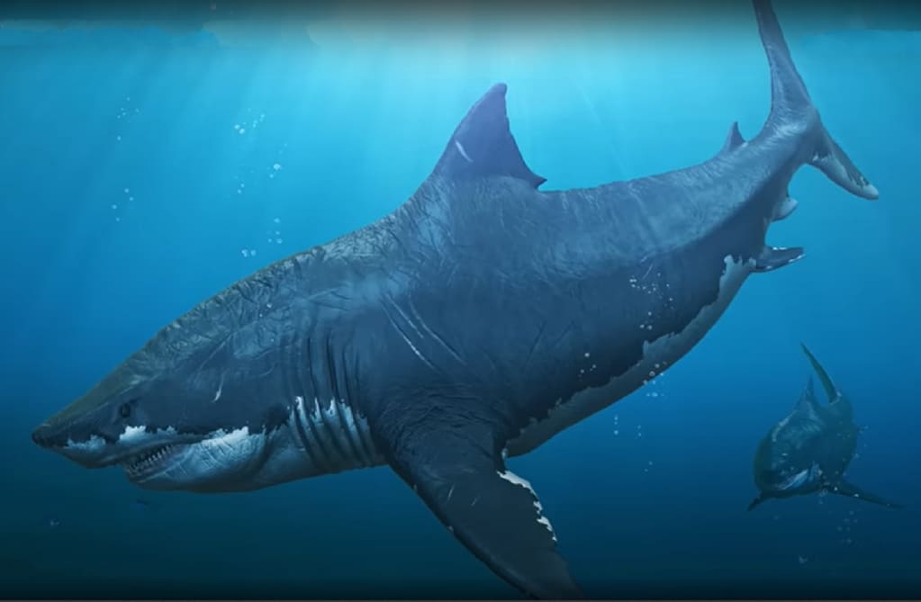 Megalodon