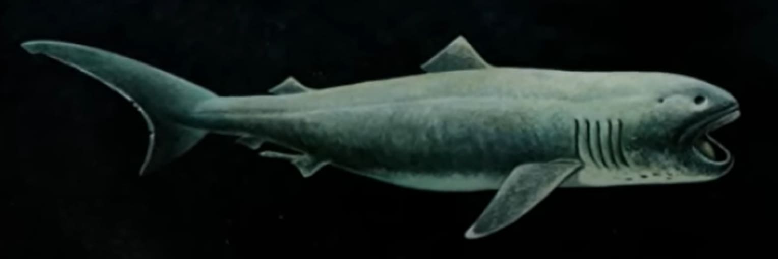 Megamouth shark