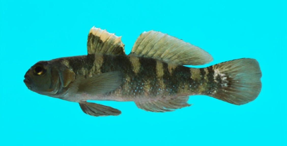 Meggitt's goby